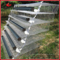 Sistema de agua automático Quails Barreding Cages